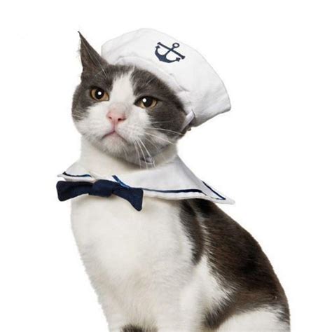 sailor costume cat